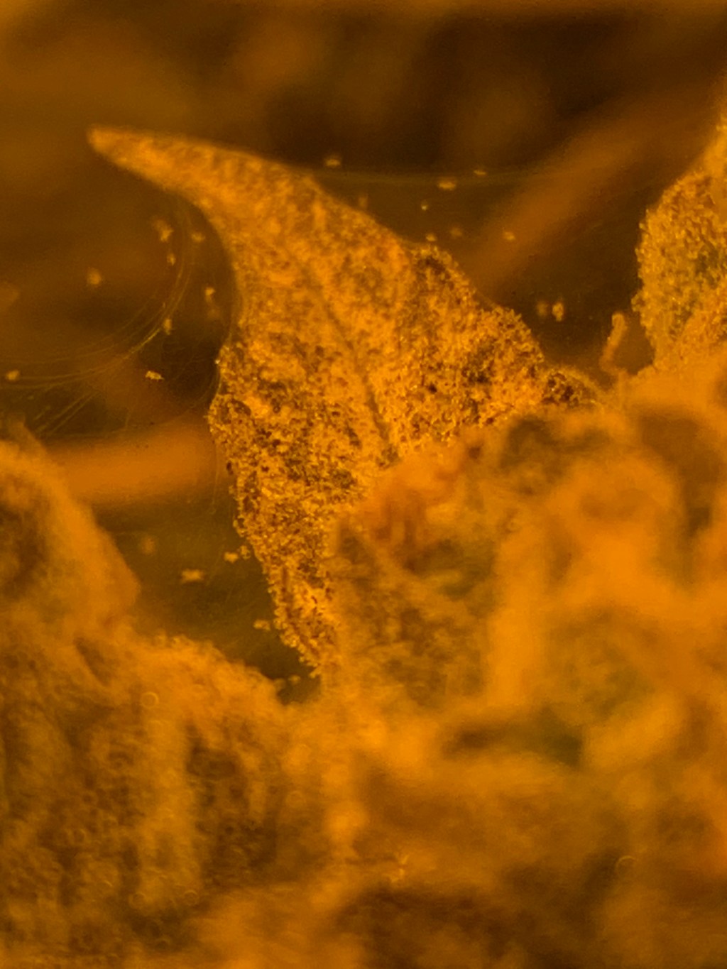 Combatting Spider Mites in Cannabis Gardens: Identification and Control&nbsp;Strategies