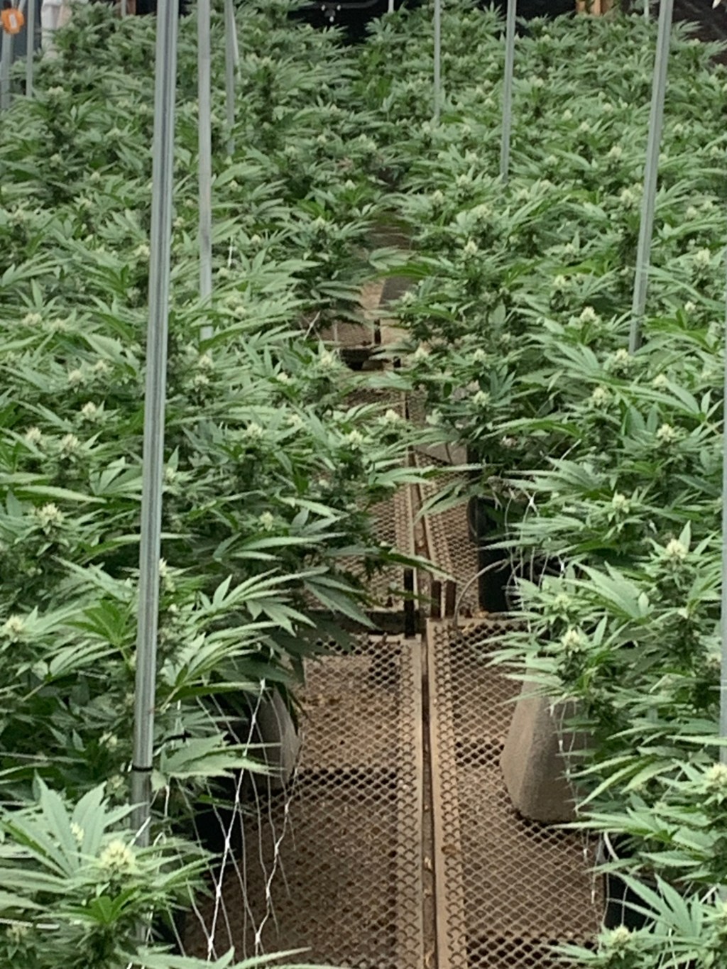 HLVd: Impact on Cannabis Industry and Preventive&nbsp;Measures