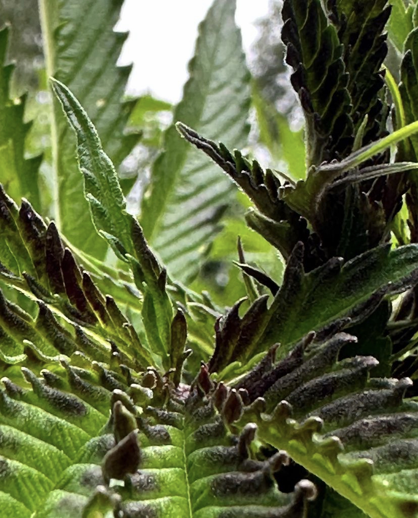 Phytoplasmas: The Silent Threat to Cannabis&nbsp;Cultivation