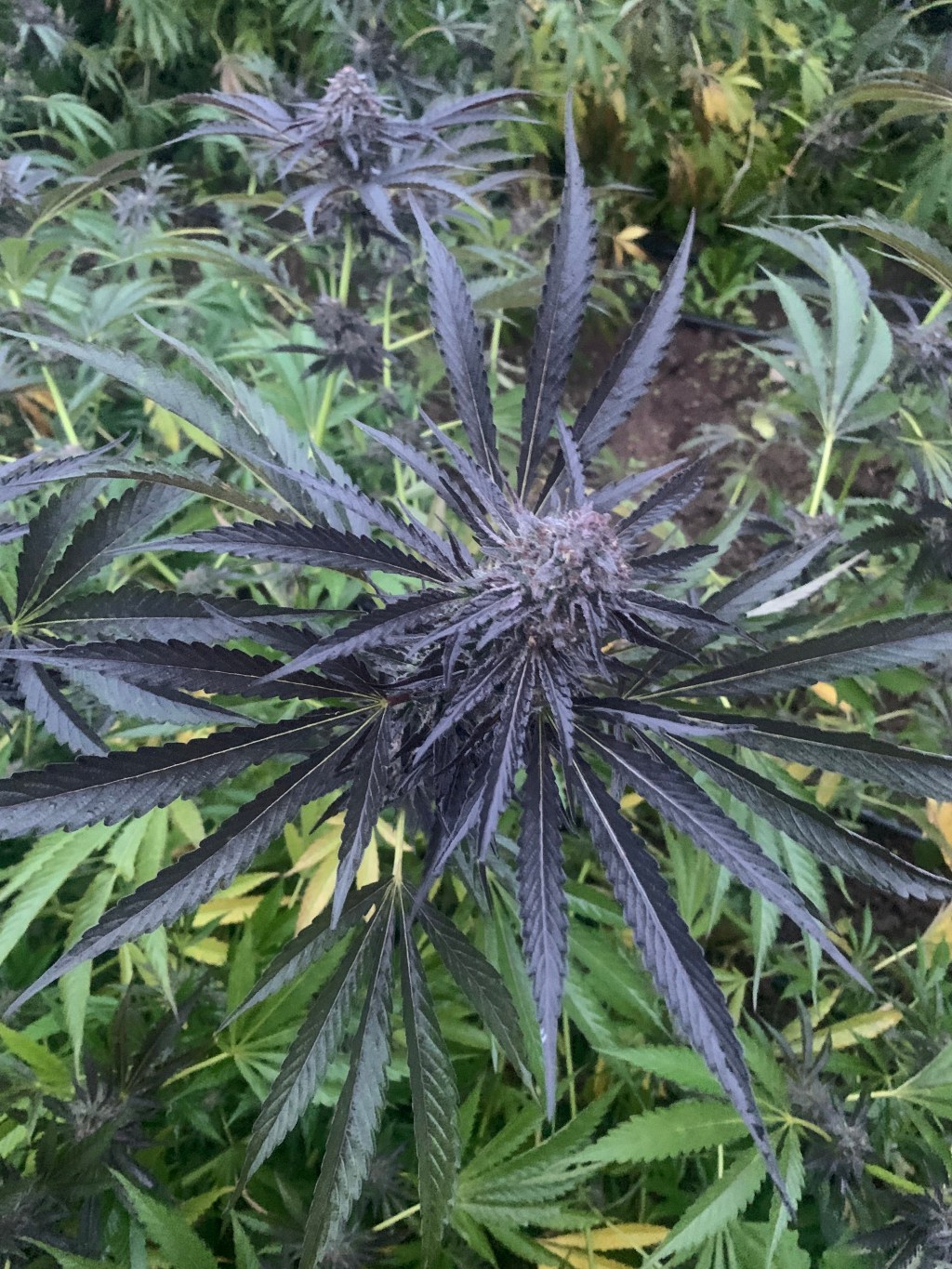 How to Make STS Solution for Feminized Seeds | Complete&nbsp;Guide