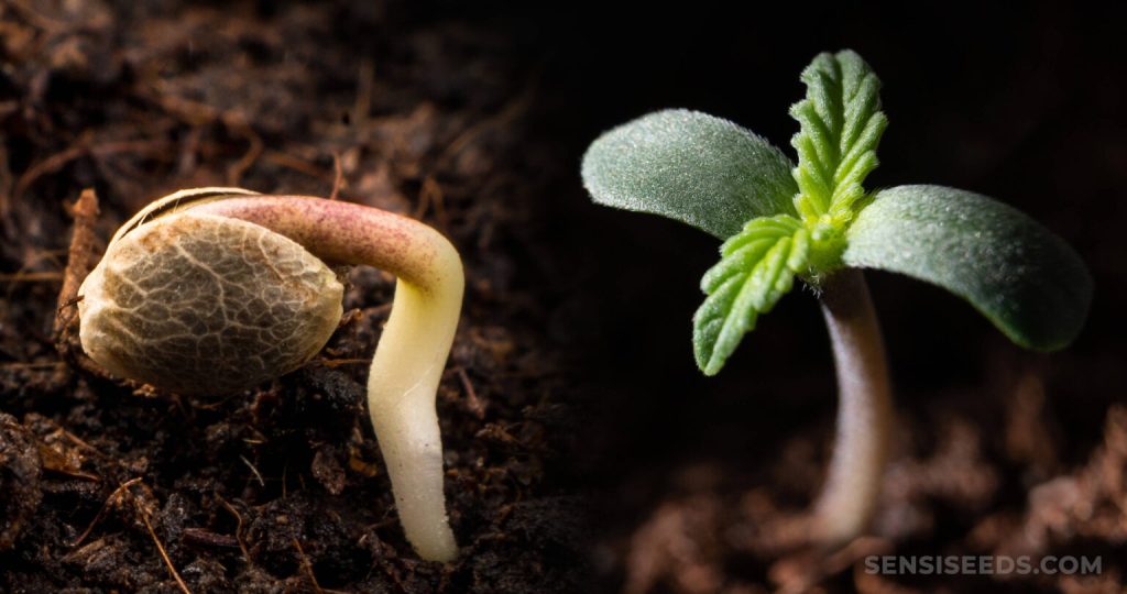 Cannabis Seedling Care: